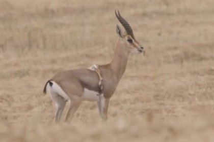 Найдена уникальная газель с шестью ногами