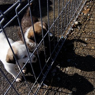 Белорусы в Германии украли оружие и спрятали его под собачьими экскрементами