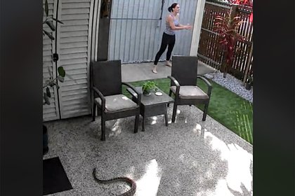 Нападение питона на домашнюю кошку сняли на видео