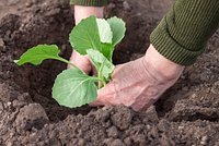 Как и когда правильно сажать капусту в 2024 году: рассадой и семенами в открытый грунт