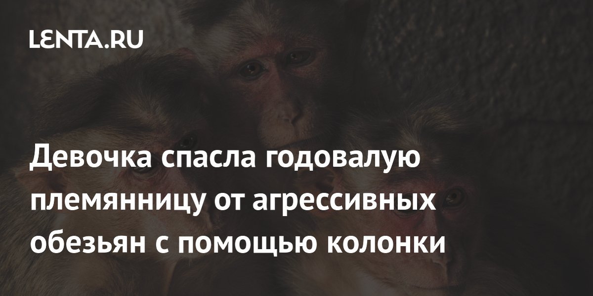 Обезьяны спасли девочку. Обезьяны спасли девочку. Обезьяны спасли девочку. Обезьяна ворует пирожки. Обезьяны спасли девочку.