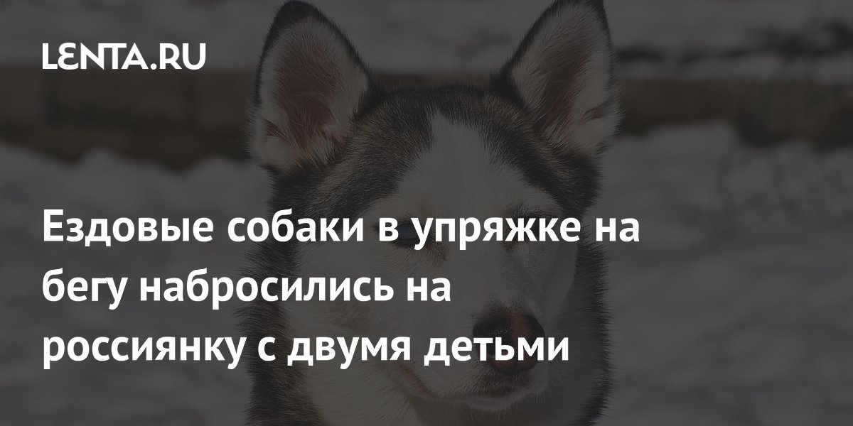 Ездовые собаки в упряжке на бегу набросились на россиянку с двумя детьми