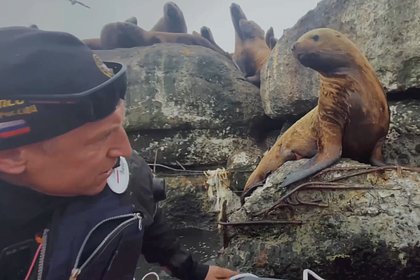 Спасение повисшего на арматуре в России редкого животного попало на видео