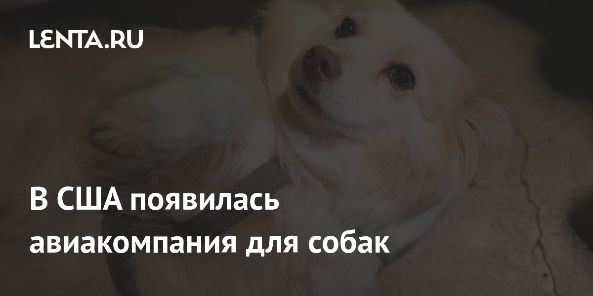 В США появилась авиакомпания для собак: Мир: Путешествия: Lenta.ru