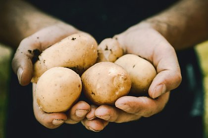 Россиянам рассказали о пользе картофеля