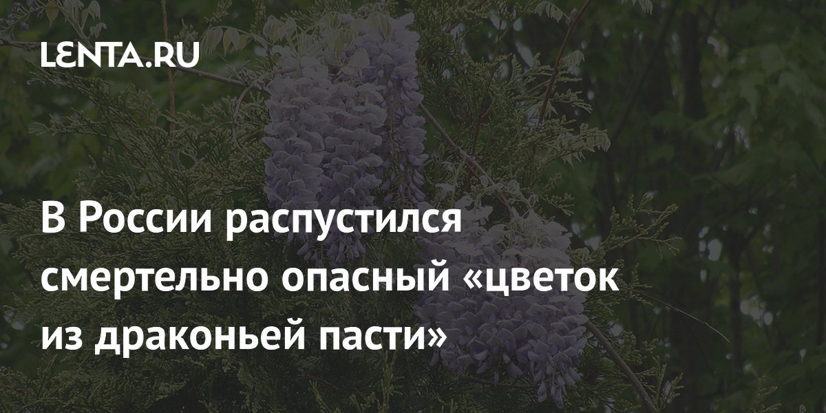 В России распустился смертельно опасный «цветок из драконьей пасти»