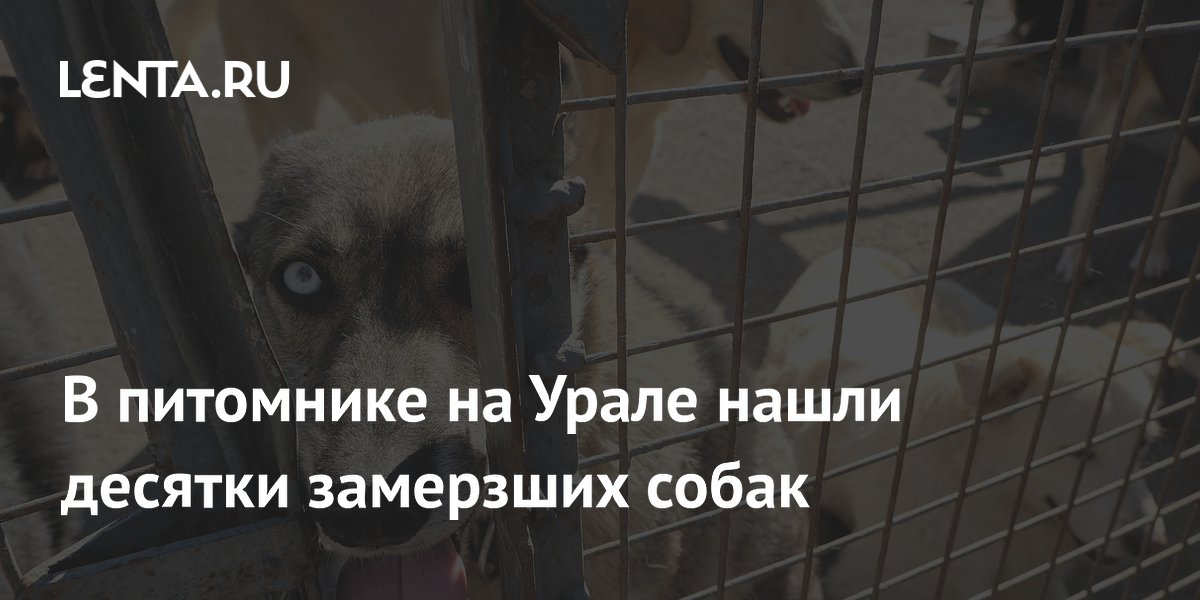 В питомнике на Урале нашли десятки замерзших собак
