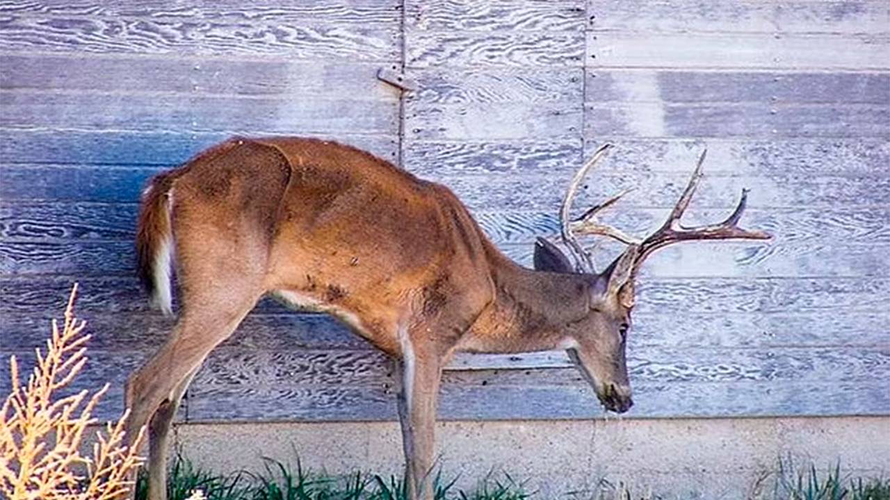 Люди впервые стали жертвами болезни оленей-зомби: Звери: Из жизни: Lenta.ru