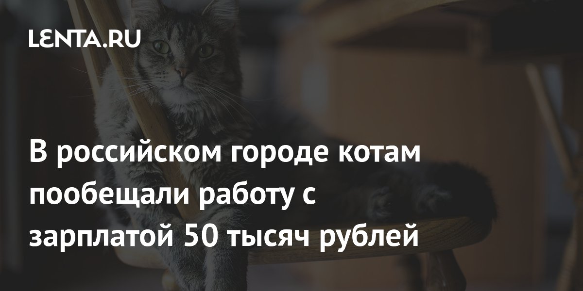 В российском городе котам пообещали работу с зарплатой 50 тысяч рублей