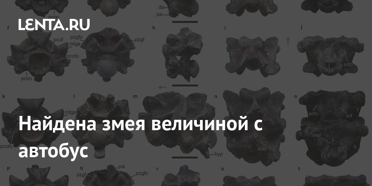 Найдена змея величиной с автобус: Звери: Из жизни: Lenta.ru