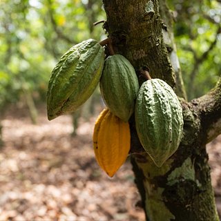 Какао-дерево