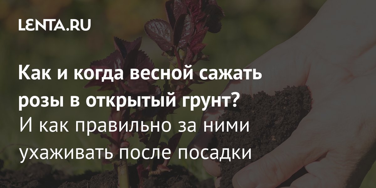 Какие цветы можно сажать в июне в открытый грунт семенами?