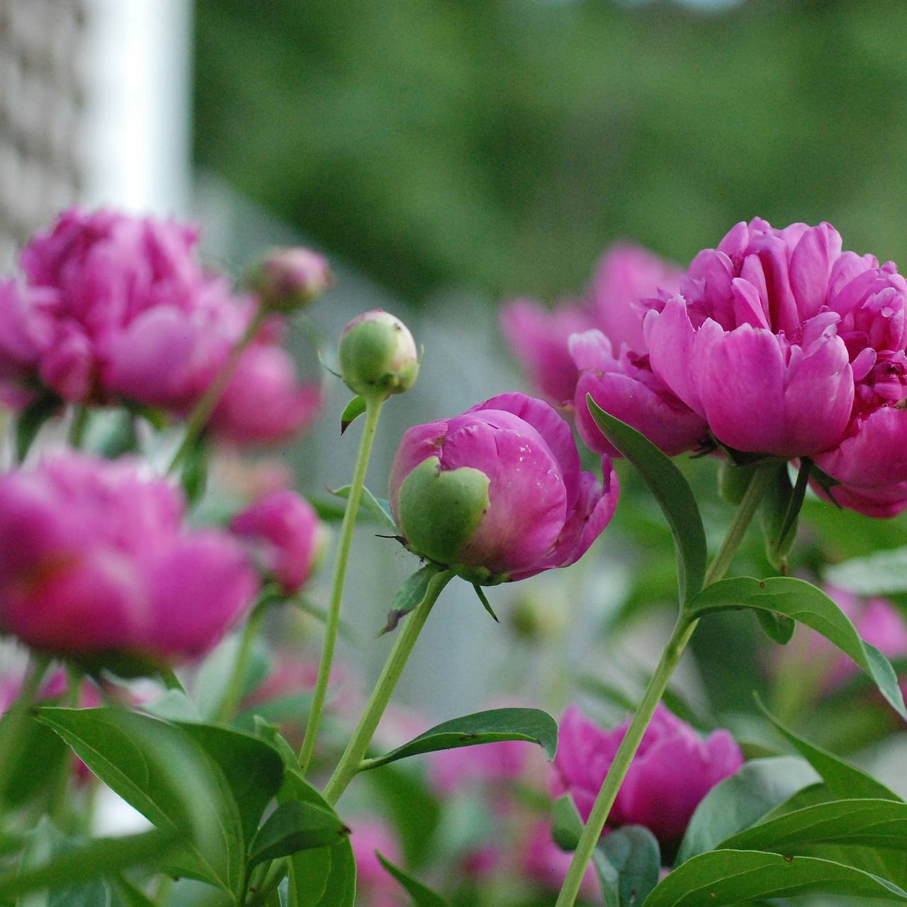 Заказать садовые цветы почтой - фото каталог садовых цветов