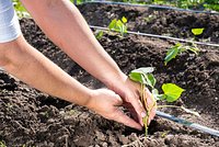 Что посадить в огороде в мае? Правила высаживания овощей и зелени в теплицу и открытый грунт