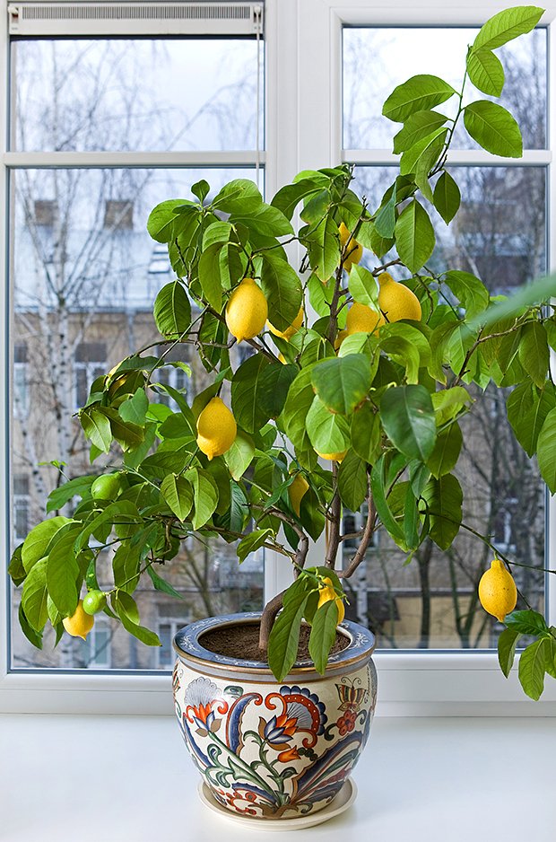 Как вырастить плодоносящее лимонное деревце у себя дома