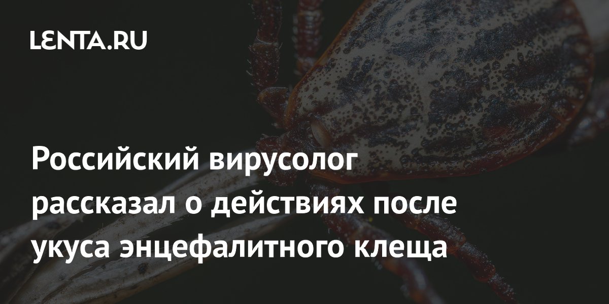 Российский вирусолог рассказал о действиях после укуса энцефалитного ...