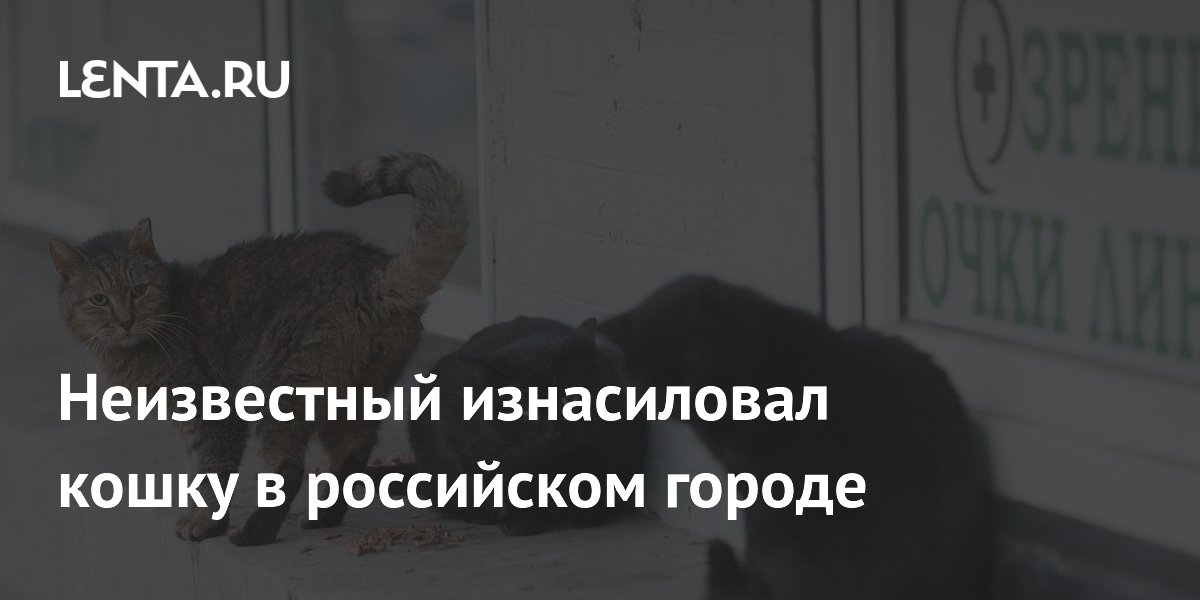 Неизвестный изнасиловал кошку в российском городе