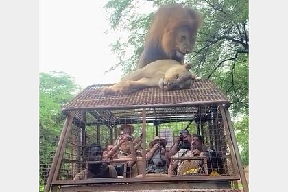 Лев и львица предались утехам на крыше машины с туристами