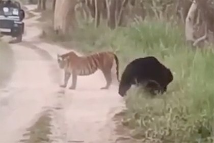Редчайшая схватка медведя с тигрицей на дороге перед машинами попала на видео