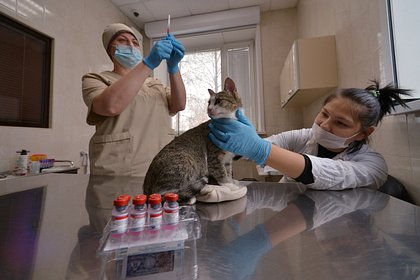 В России выросло производство ветеринарных препаратов
