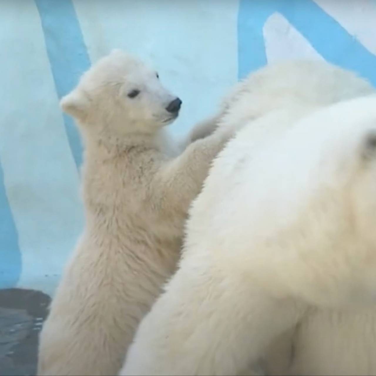 Купание белых медведей в бассейне под дождем попало на видео: Природа: Моя  страна: Lenta.ru