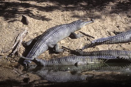 Женщина бросила ребенка на съедение крокодилам