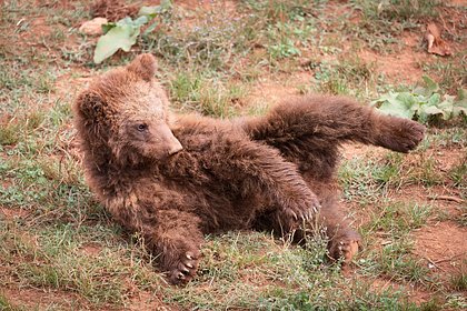 В Новосибирской области спасли маленькую медведицу