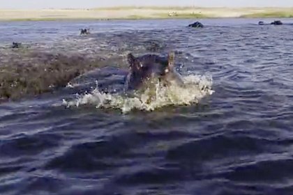 Нападение бегемота на лодку с туристами попало на видео