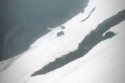 Катание медвежат на горнолыжном склоне попало на видео