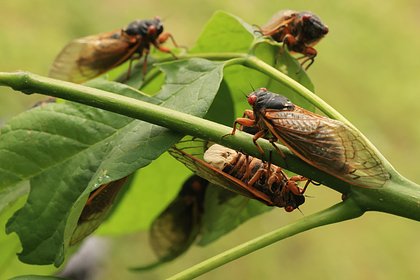 В мае из-под земли впервые за 230 лет выползет триллион насекомых. Чем это обернется для планеты?