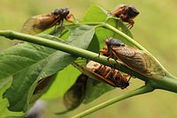 В мае из-под земли впервые за 230 лет выползет триллион насекомых. Чем это опасно?