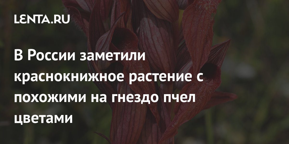 В России заметили краснокнижное растение с похожими на гнездо пчел цветами