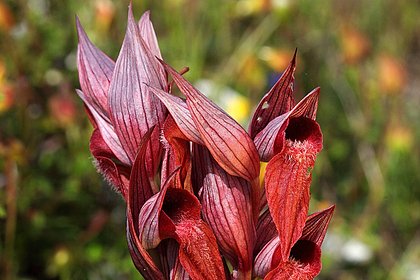 В России заметили краснокнижное растение с похожими на гнездо пчел цветами