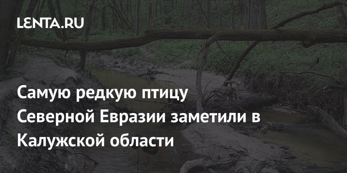 Самую редкую птицу Северной Евразии заметили в Калужской области