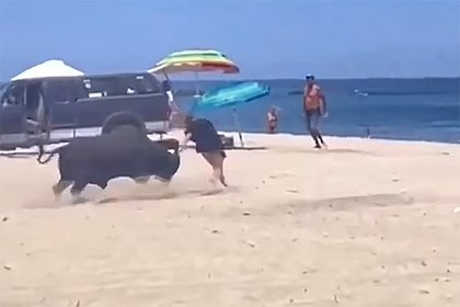 Крупный бык попытался забодать туристку на пляже и попал на видео