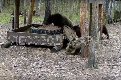 Медведица с уникальным потомством попала на видео