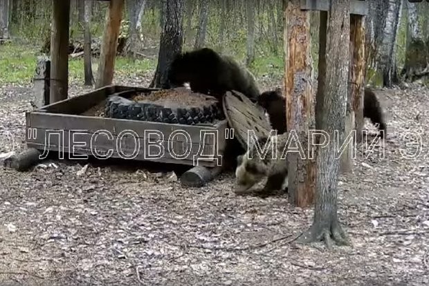 Вводная картинка