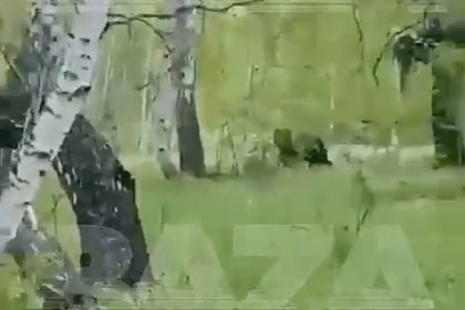 Россиянин криком отпугнул трех напавших на него медведей и снял это на видео