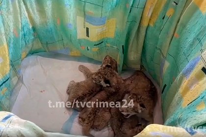 Львица в крымском сафари-парке отказалась от новорожденных детенышей