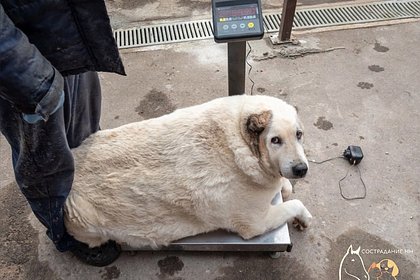 Фото до и после похудения весившего 100 килограммов пса появилось в сети