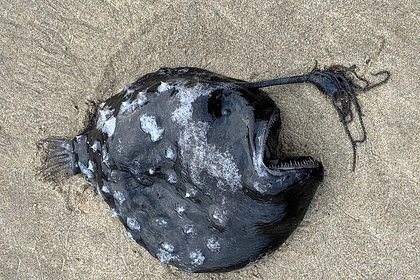Редчайшего морского черта нашли на пляже