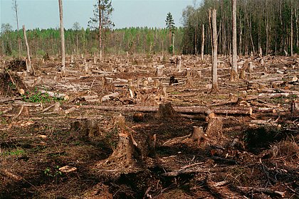 В России решили по-новому бороться с вырубкой леса