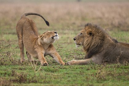 Туристы оказались в ловушке львов во время сафари в Африке и попали на видео