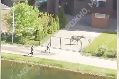 Убегающий от полицейских и перепрыгивающий забор в Москве лось попал на видео
