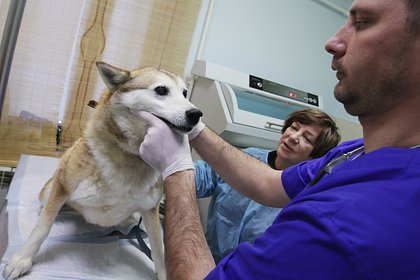 В России предложили ввести налоговый вычет на лечение животных