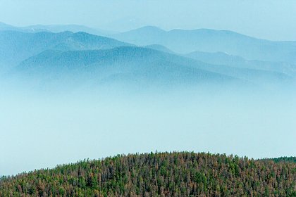В российском регионе ввели полный запрет на посещение лесов