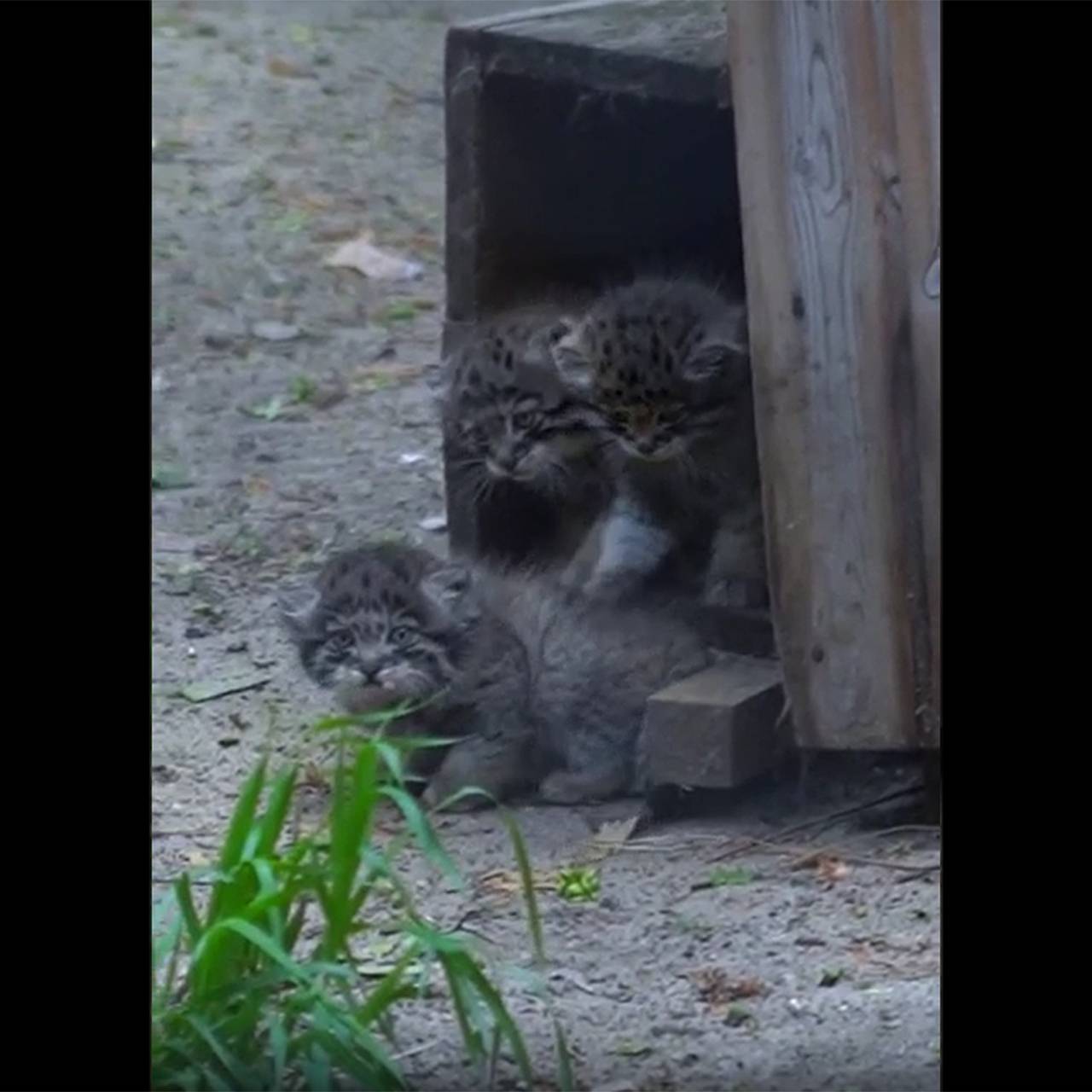 12 котят краснокнижной кошки из зоопарка Новосибирска попали на видео:  Природа: Моя страна: Lenta.ru