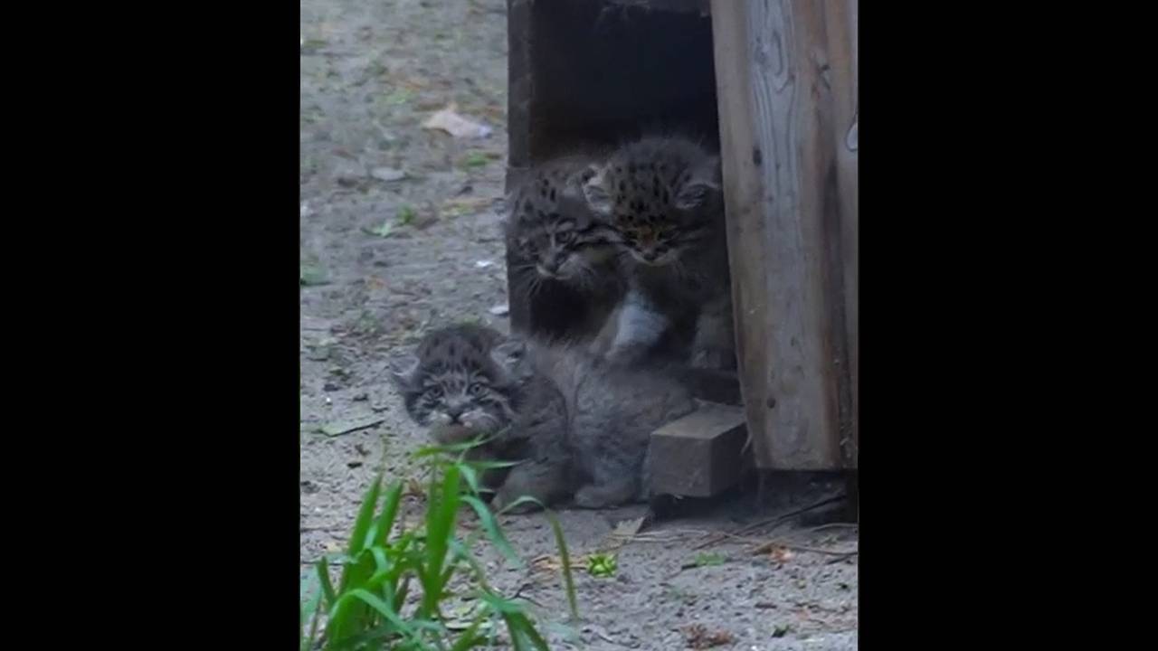 12 котят краснокнижной кошки из зоопарка Новосибирска попали на видео:  Природа: Моя страна: Lenta.ru