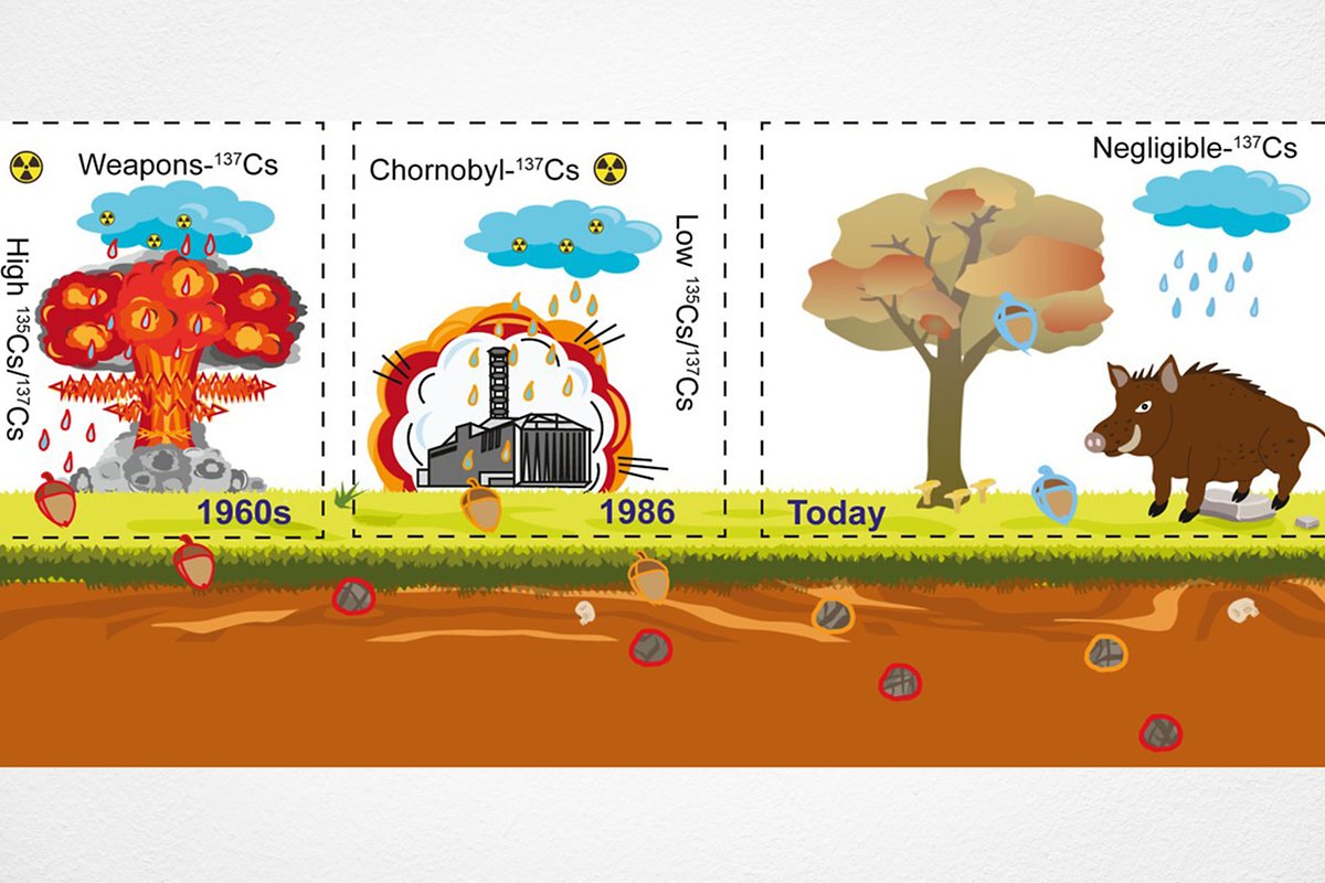 Иллюстрация в статье о радиоактивных кабанах в научном журнале Environmental Science &amp; Technology