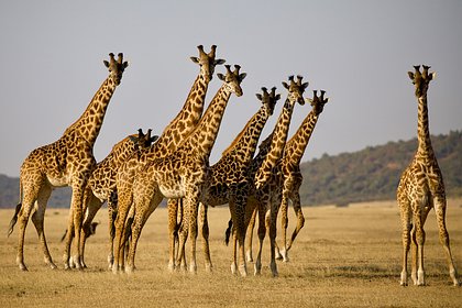 Решена загадка длинных шей жирафов